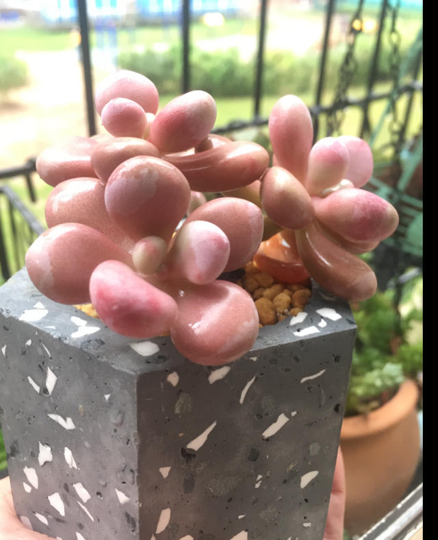 早餐•2018年10月19日