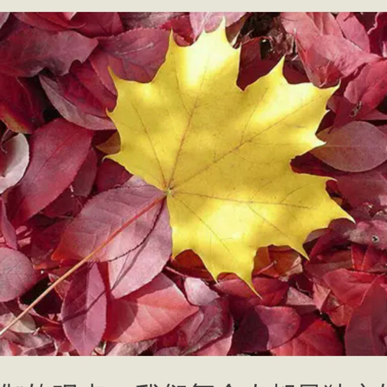 叶子leafdd