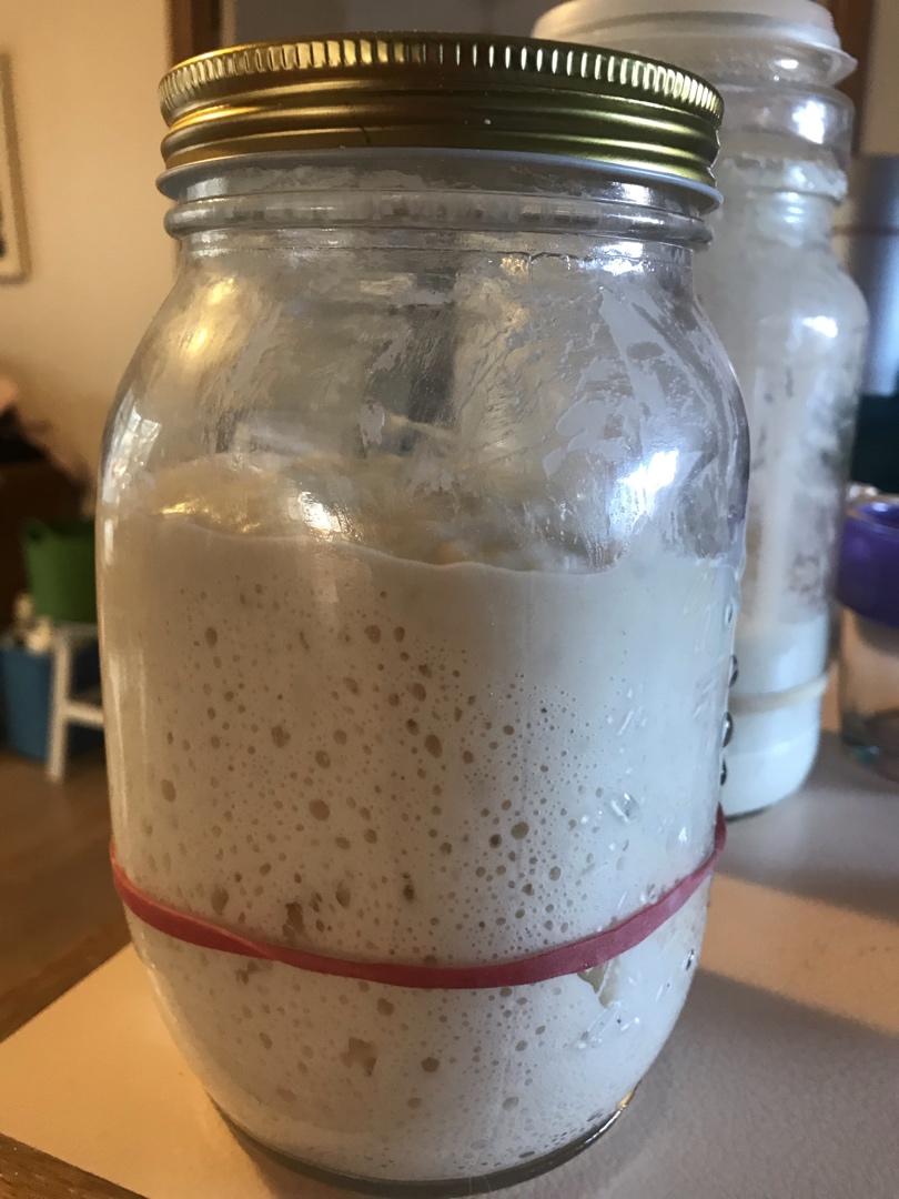 面包天然酵母培养使用全攻略                                           （葡萄天然酵种）