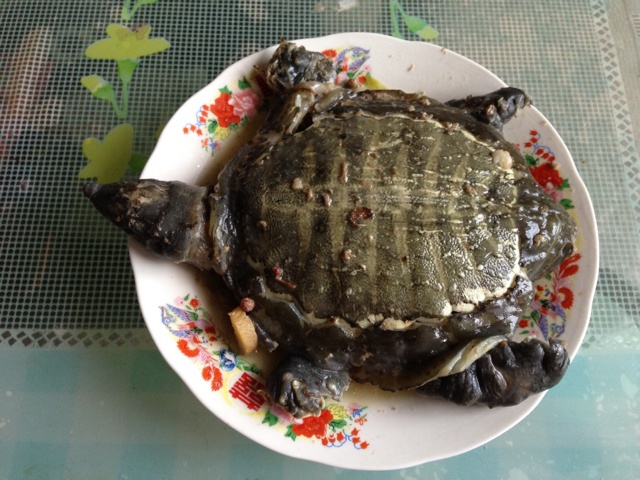 清炖甲鱼