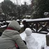 鼠叶草