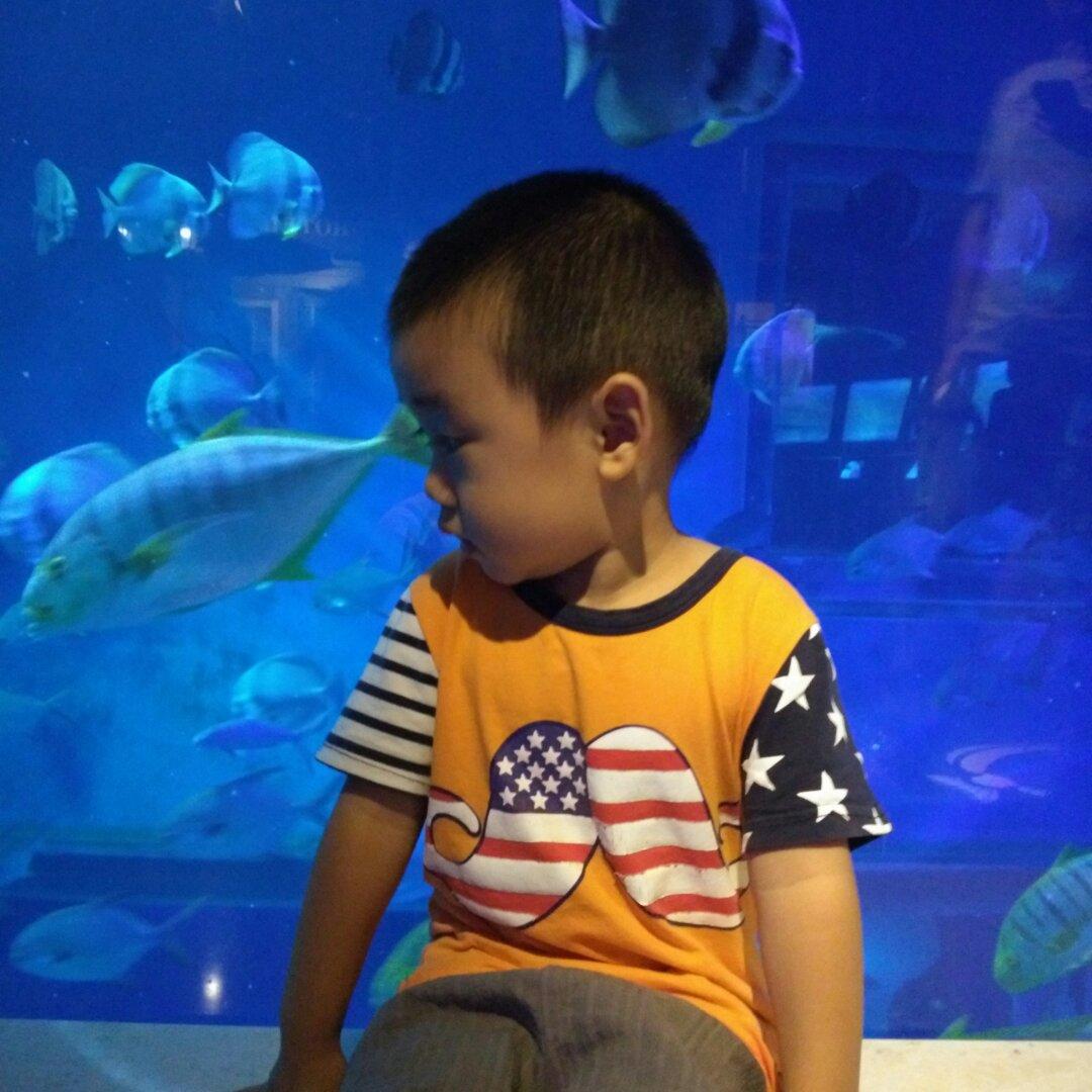 小蓝菊