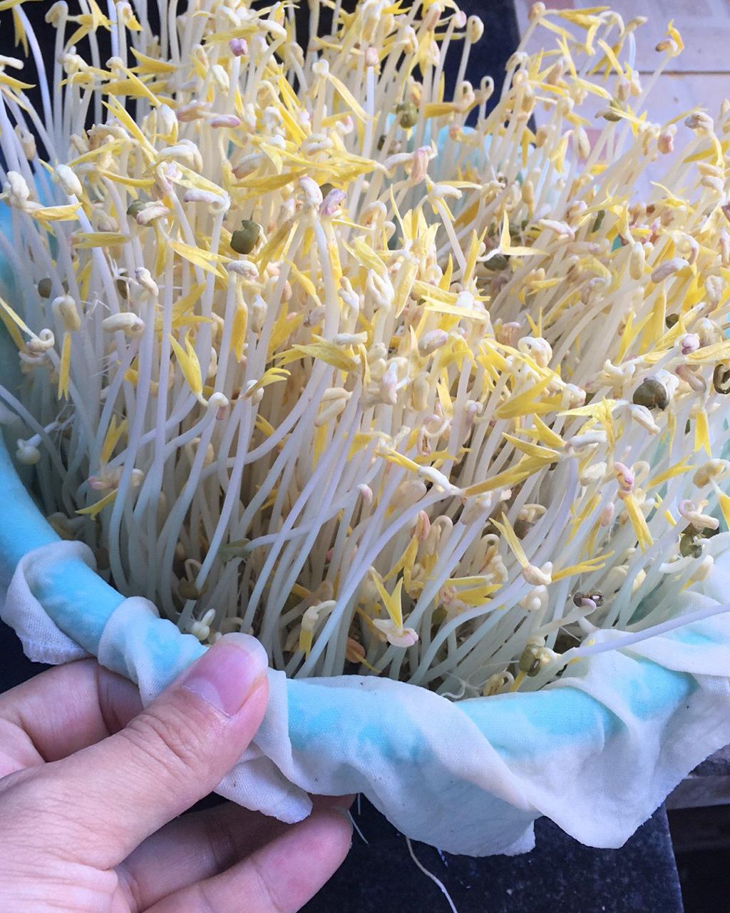 自发豆芽（可乐瓶发豆芽0失败！）