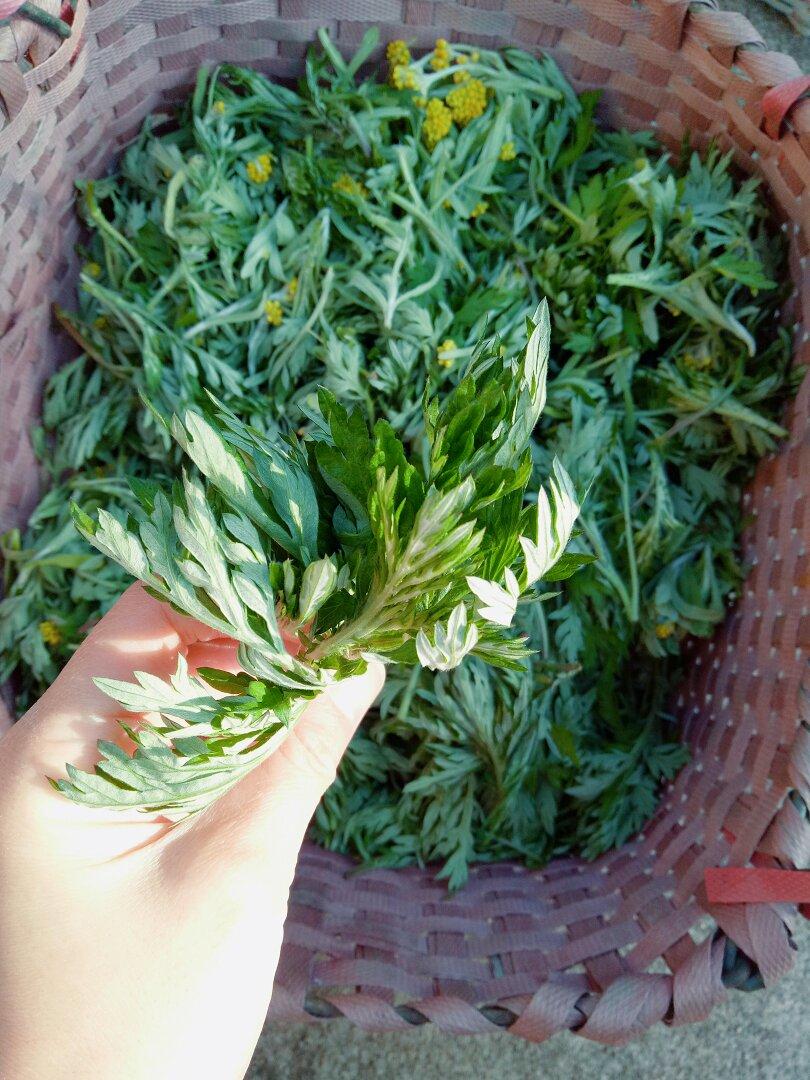 我们的食材
★那些寂寞又快活的厨子★