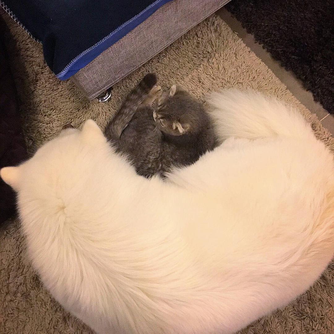 牛奶哇哈哈哈哈哈哈