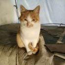 只會唱歌的貓咪