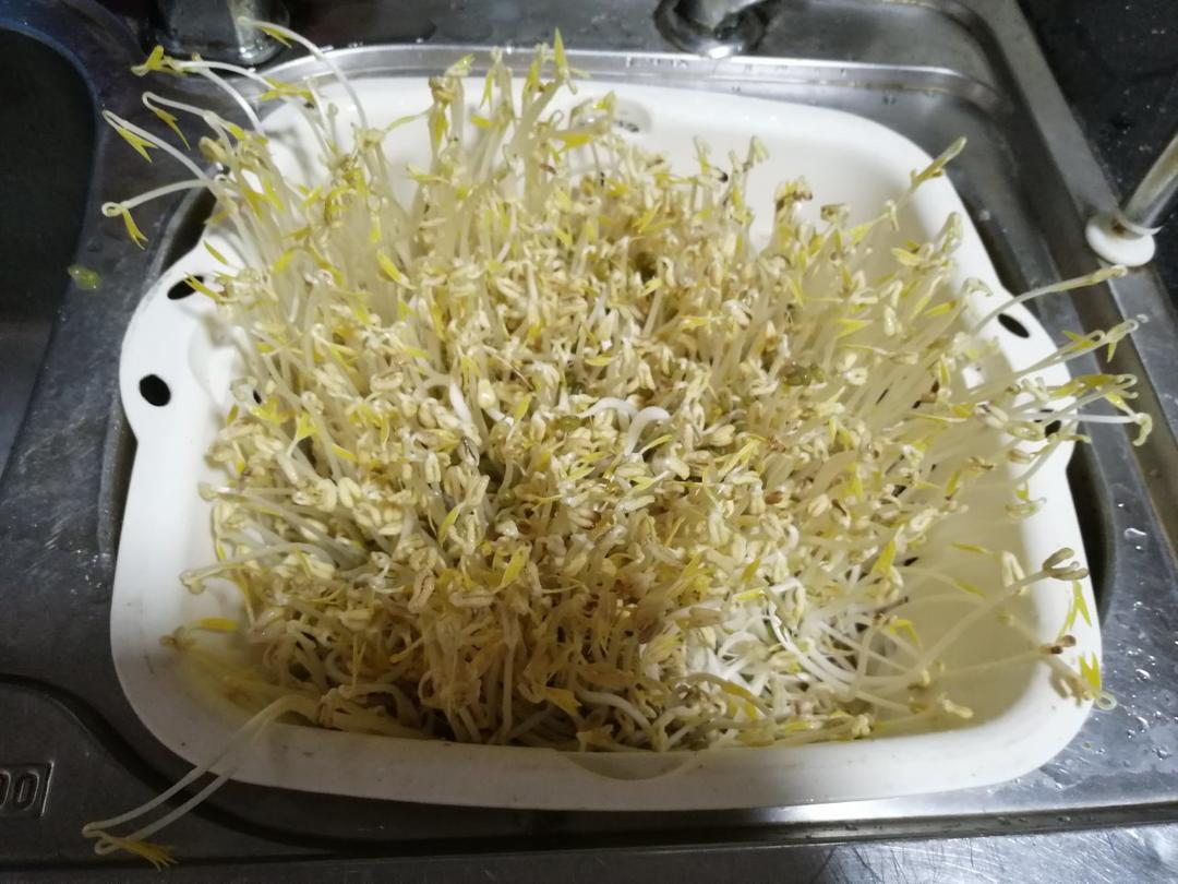 沥水篮发豆芽