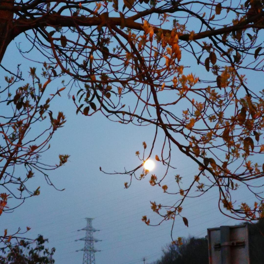 魔王想要鱼块地玩耍