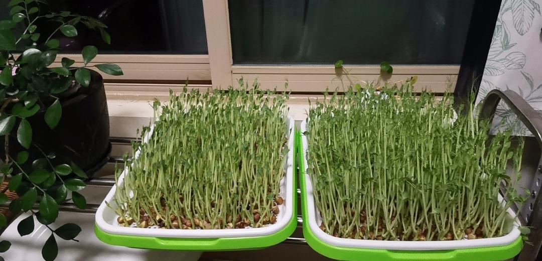 水培豌豆苗，一周即可收获！