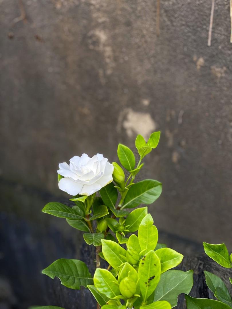 花意浓