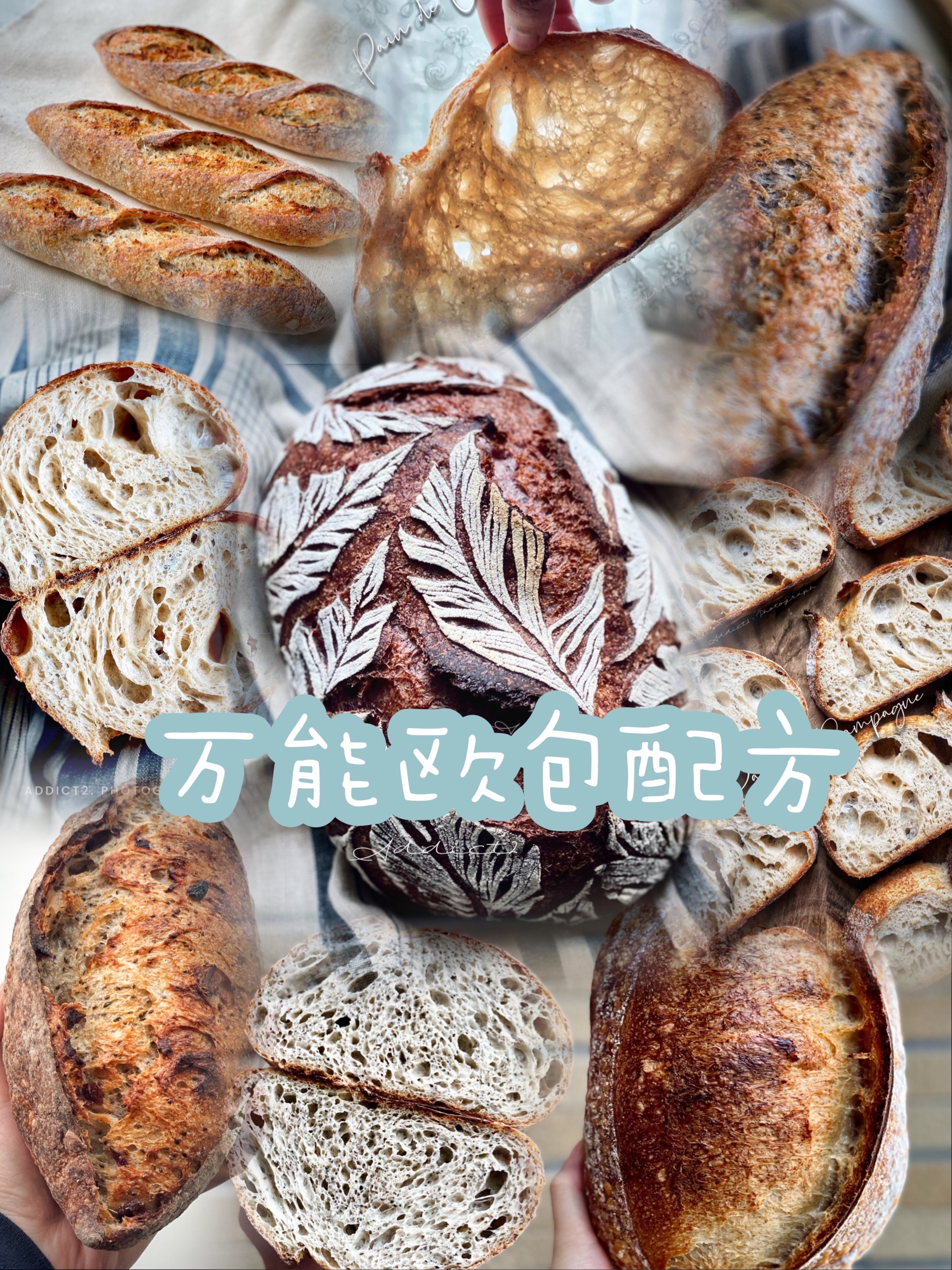 面包面包！的封面