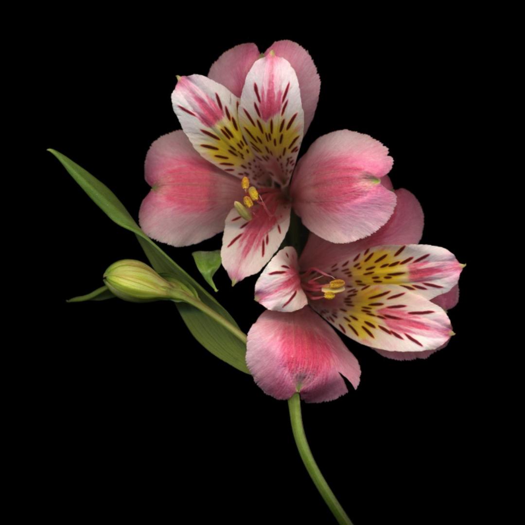 唯一纯白的茉莉花