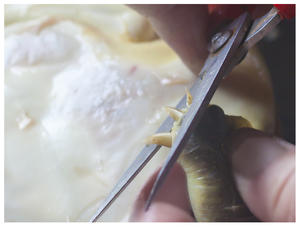冰糖甲鱼--宁波十大传统名菜之一的做法 步骤5