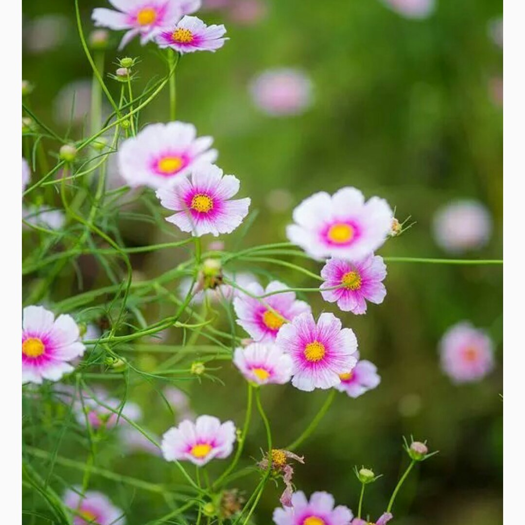 如鸣佩环小诗意