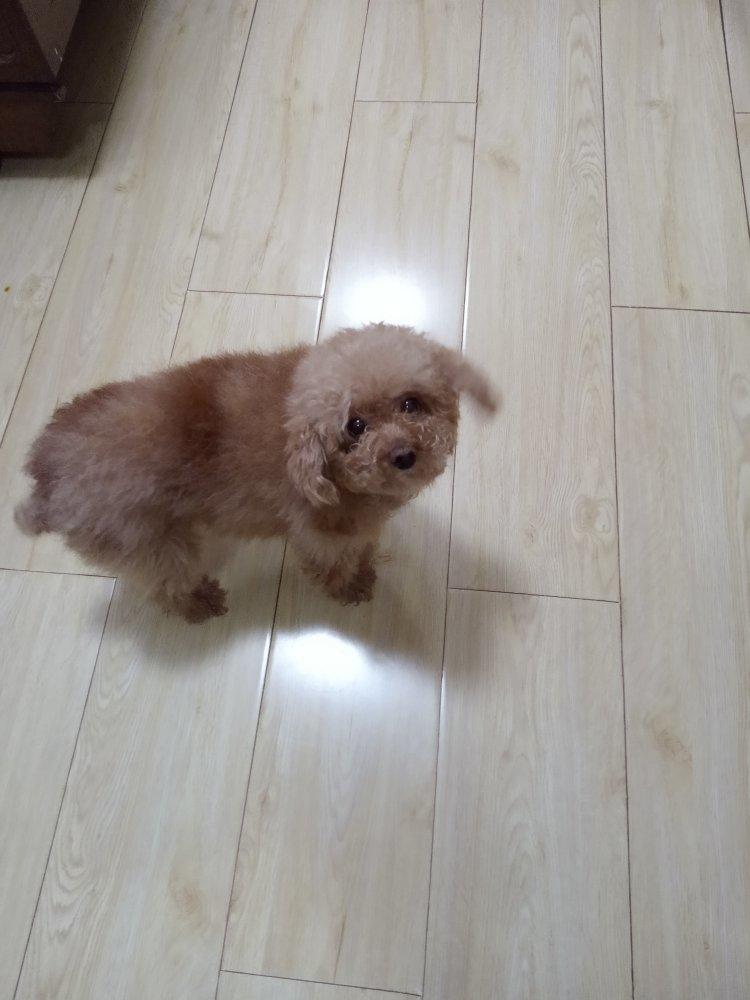 巧克力慕斯小狗