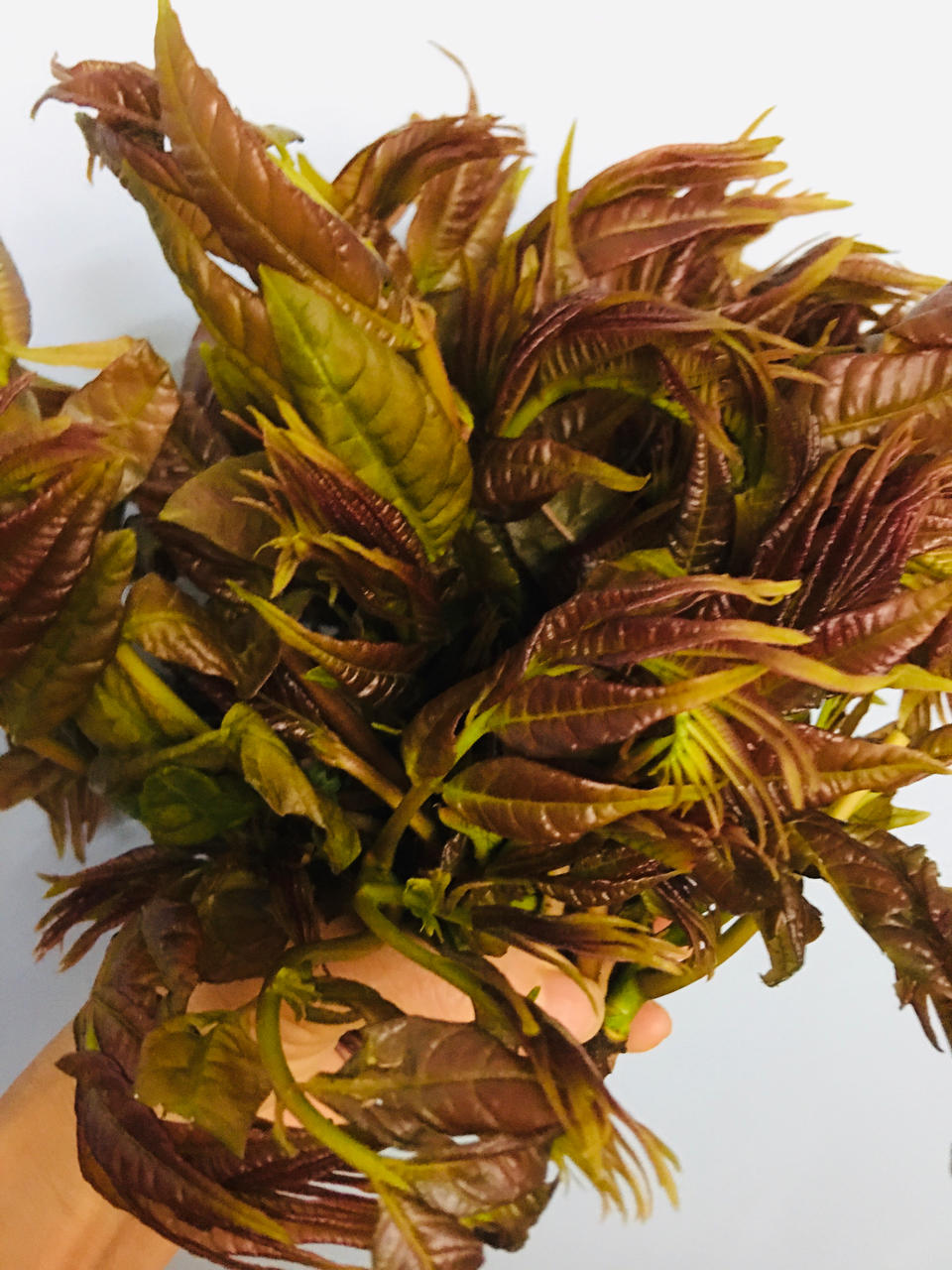 香椿炒蛋超级无敌香