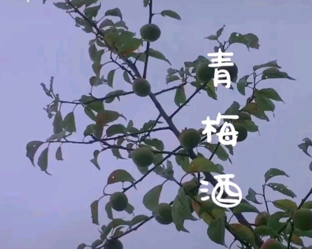 时光青梅记
