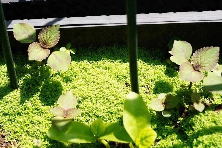 夏季养阳护心，紫苏烤肉和绿茶