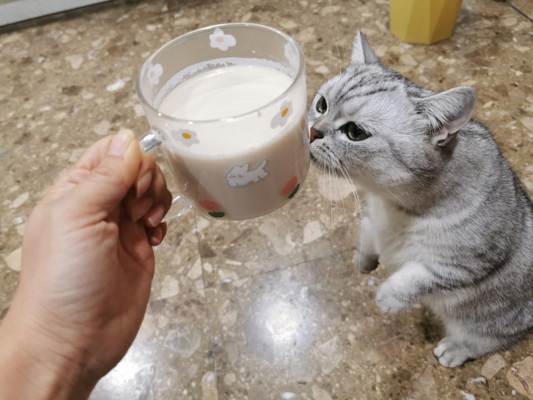 香香甜甜的自制奶茶，配料表干干凈凈只有牛奶白砂糖紅茶～