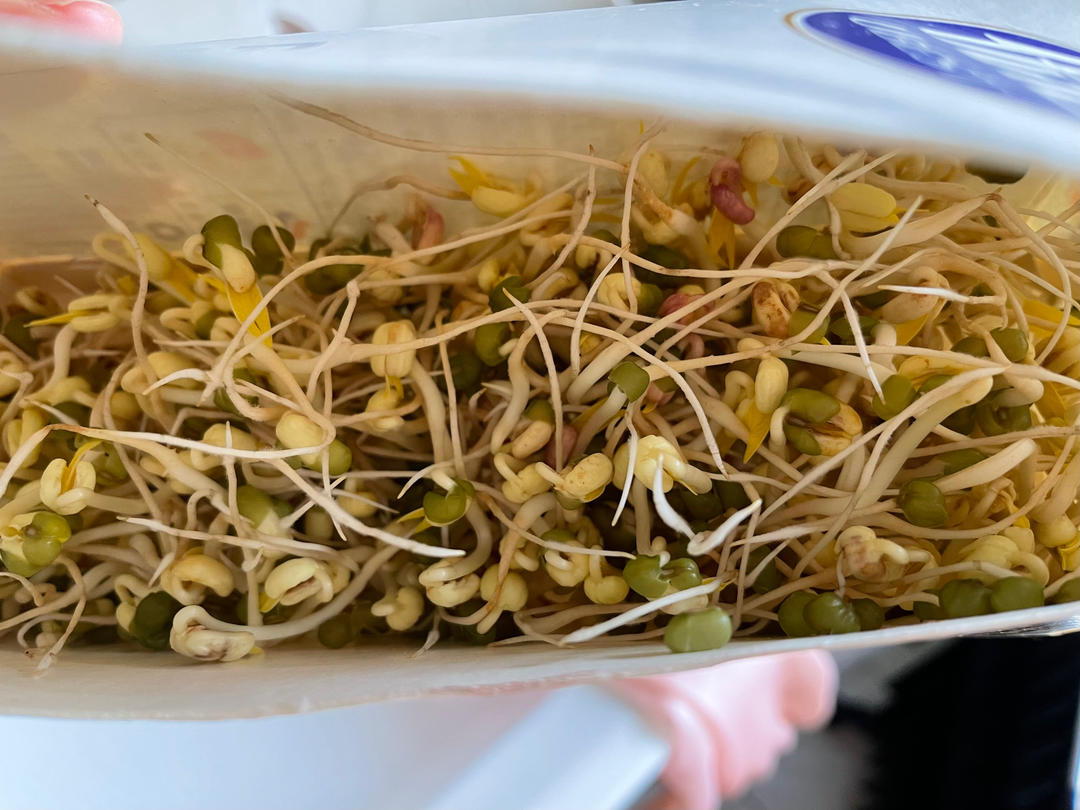 好吃又好玩 牛奶盒发豆芽
