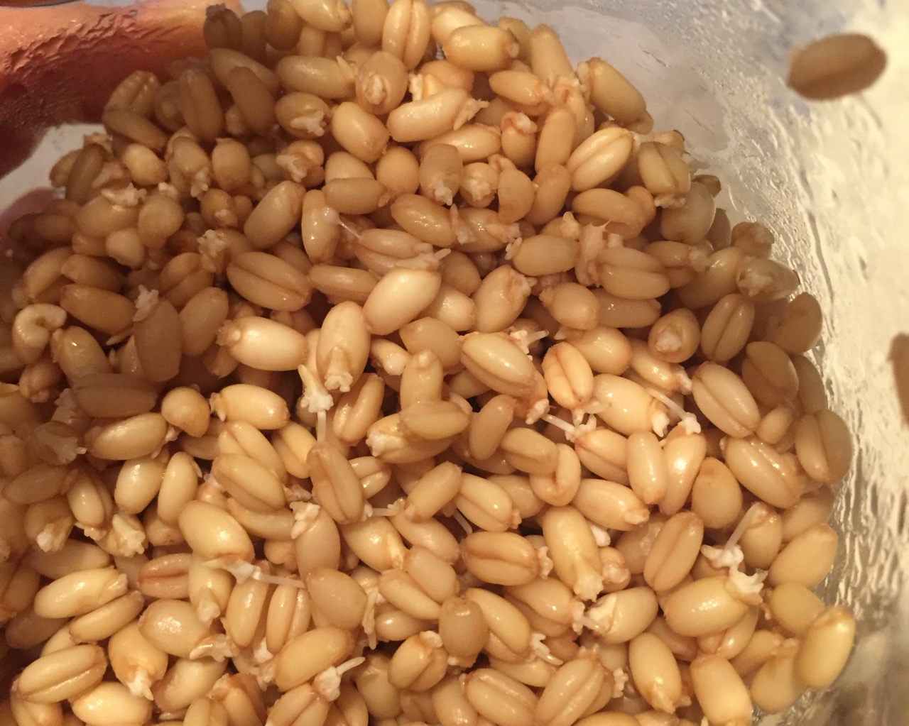 【高营养低GI】发芽小麦饭/粥的做法