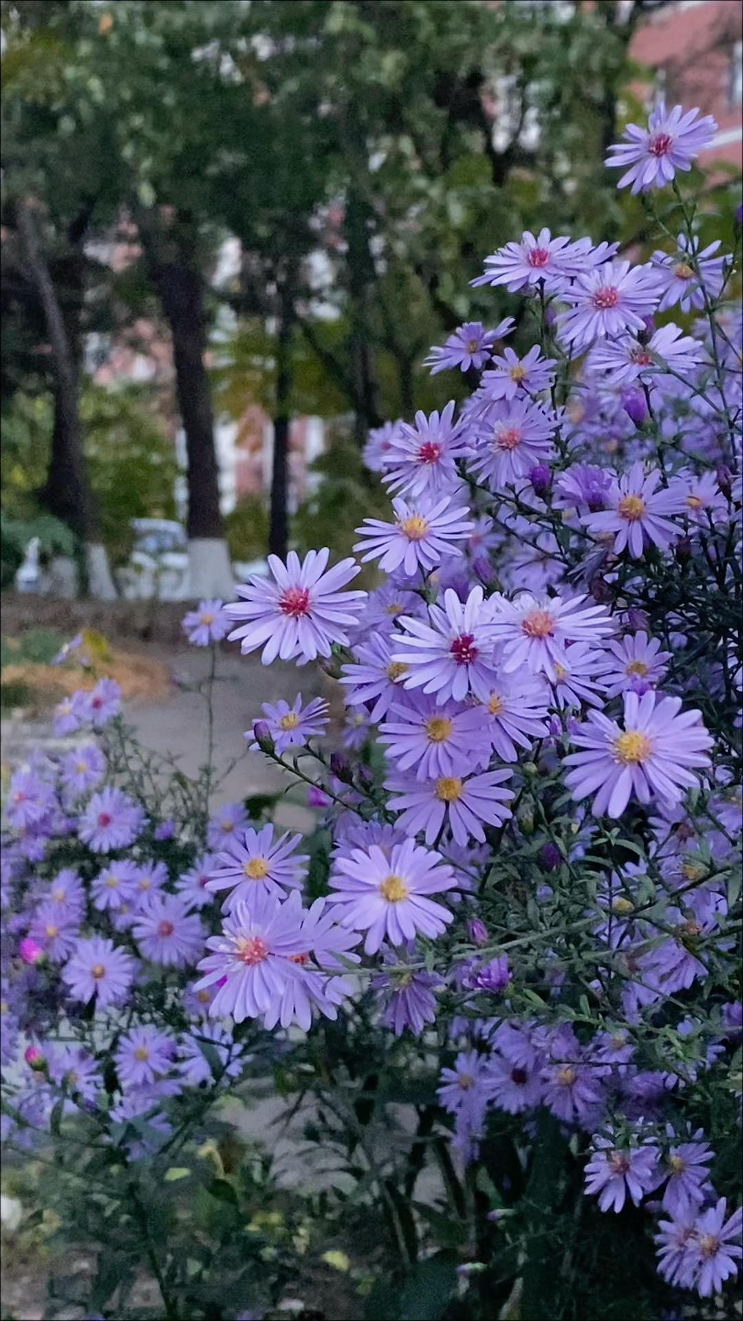 我的小菜园