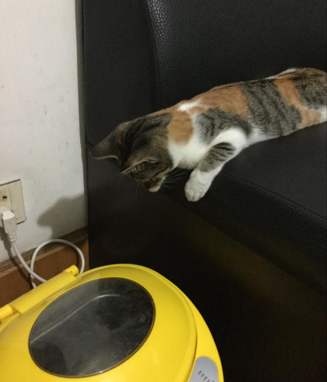 猫饭——是真正的猫饭啦