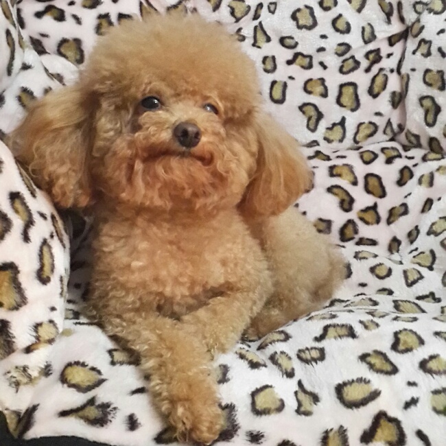 家宠O(∩_∩)O哈哈~