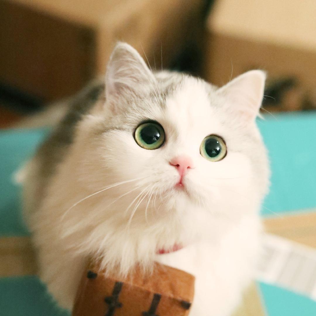 咩咩咩Queeny