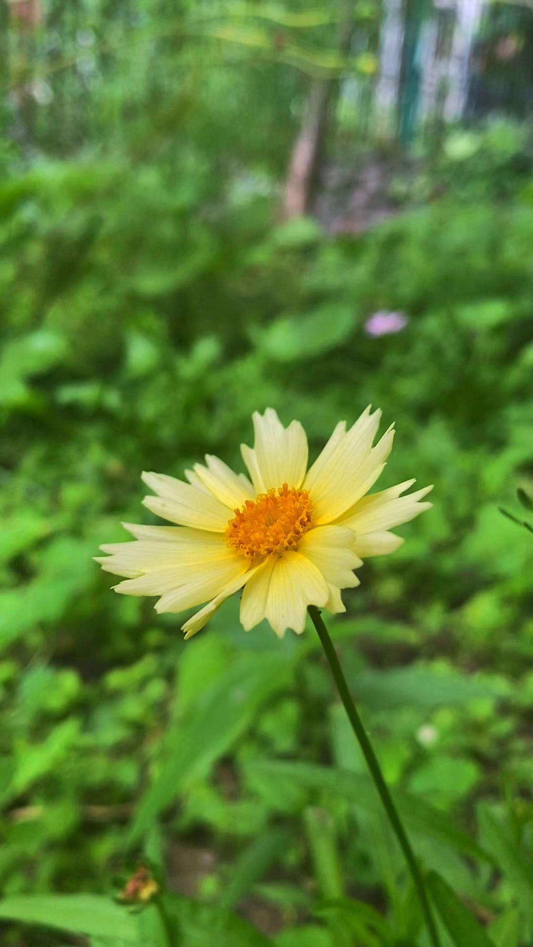 我的小菜园