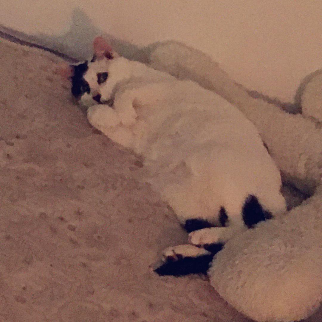 豆腐豆腐西瓜皮