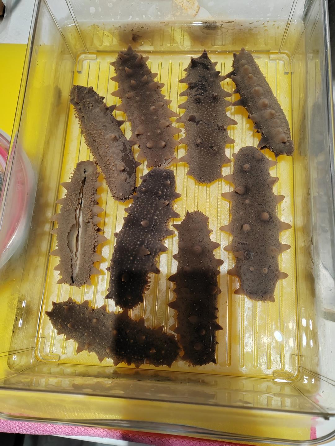 家庭版干海参泡发教程，新手零失败，超详细