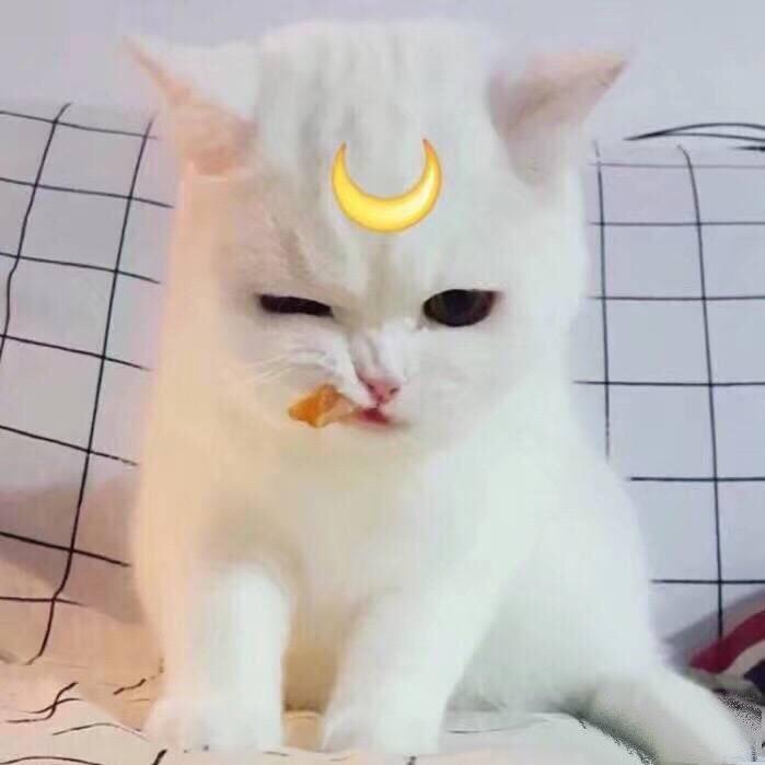 -小乔木