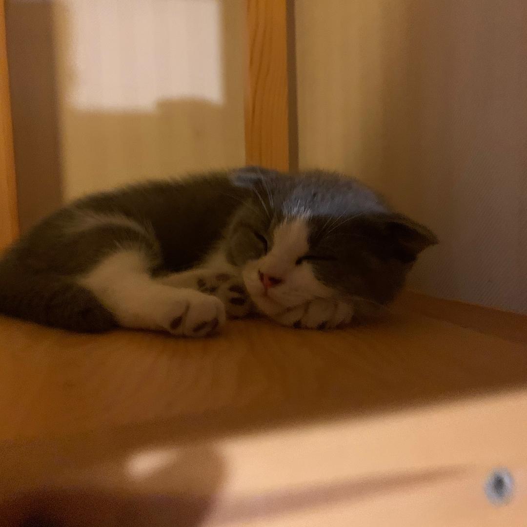 狗大宝的狗小宝