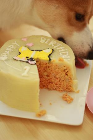 简单宠物蛋糕（无面粉）的做法 步骤14