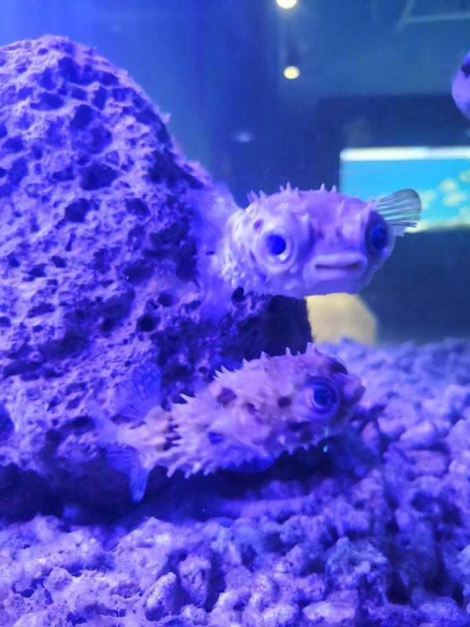 吃个海参养生小米粥，解锁新年第一份福气！