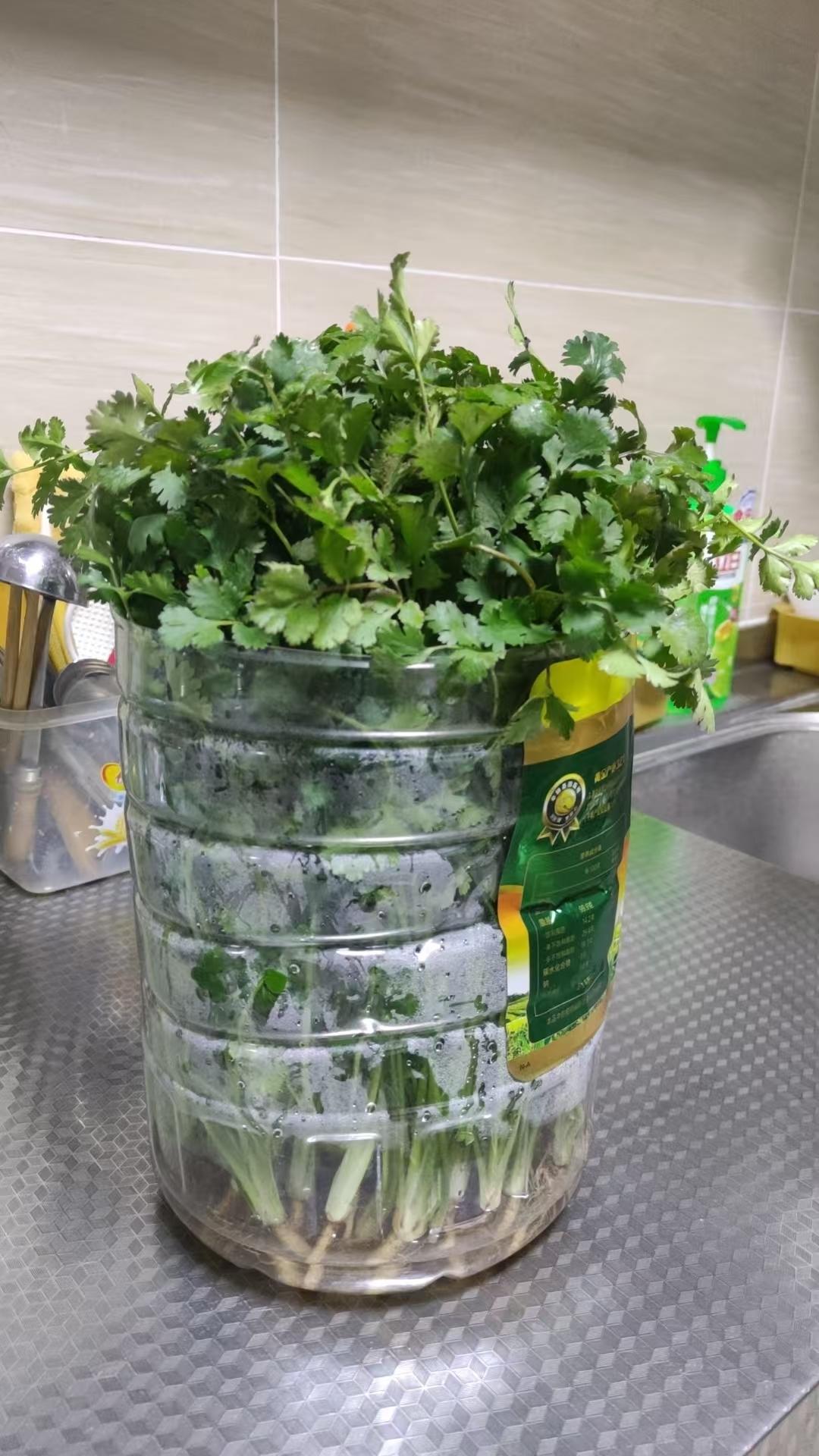 香菜保鲜