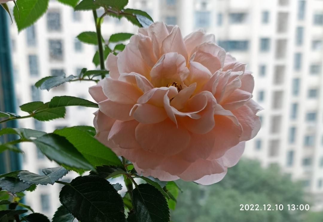 samma021