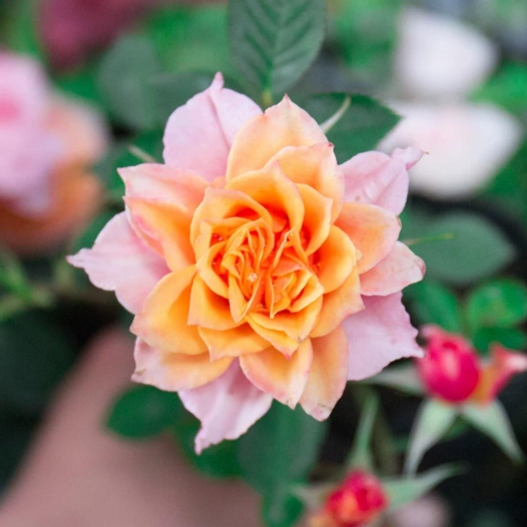 手机用户4413_9fs1