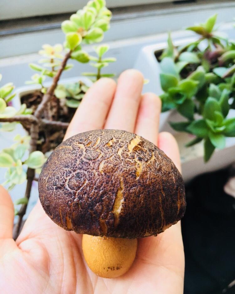 蘑菇包（奶黄馅）