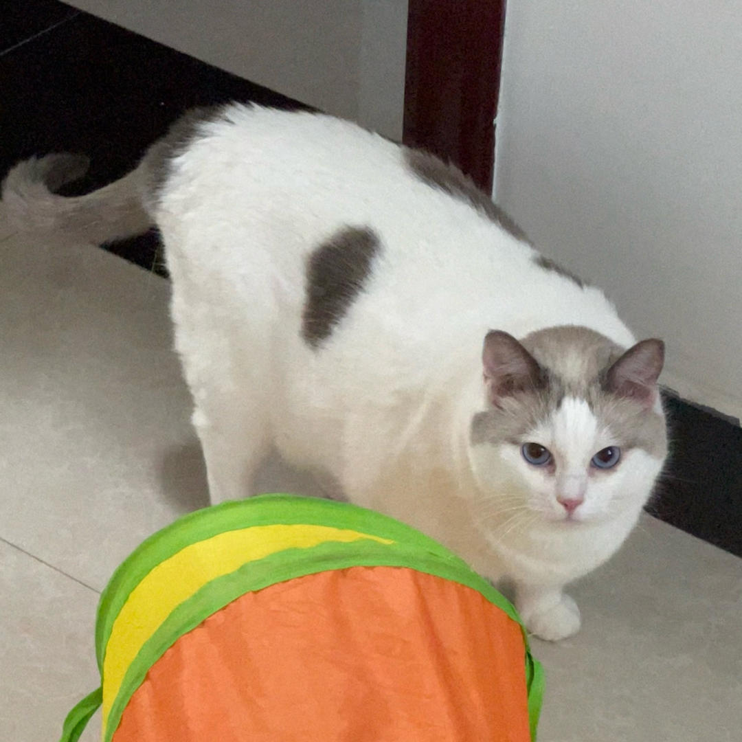 fresh水果和蔬菜