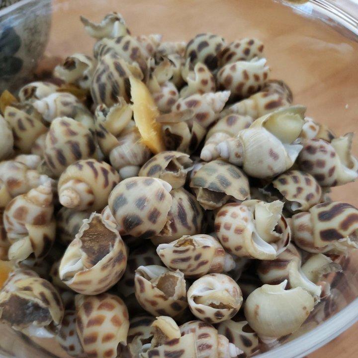 小岛上—白灼螺拼