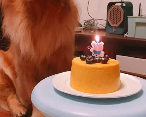 狗狗蛋糕2