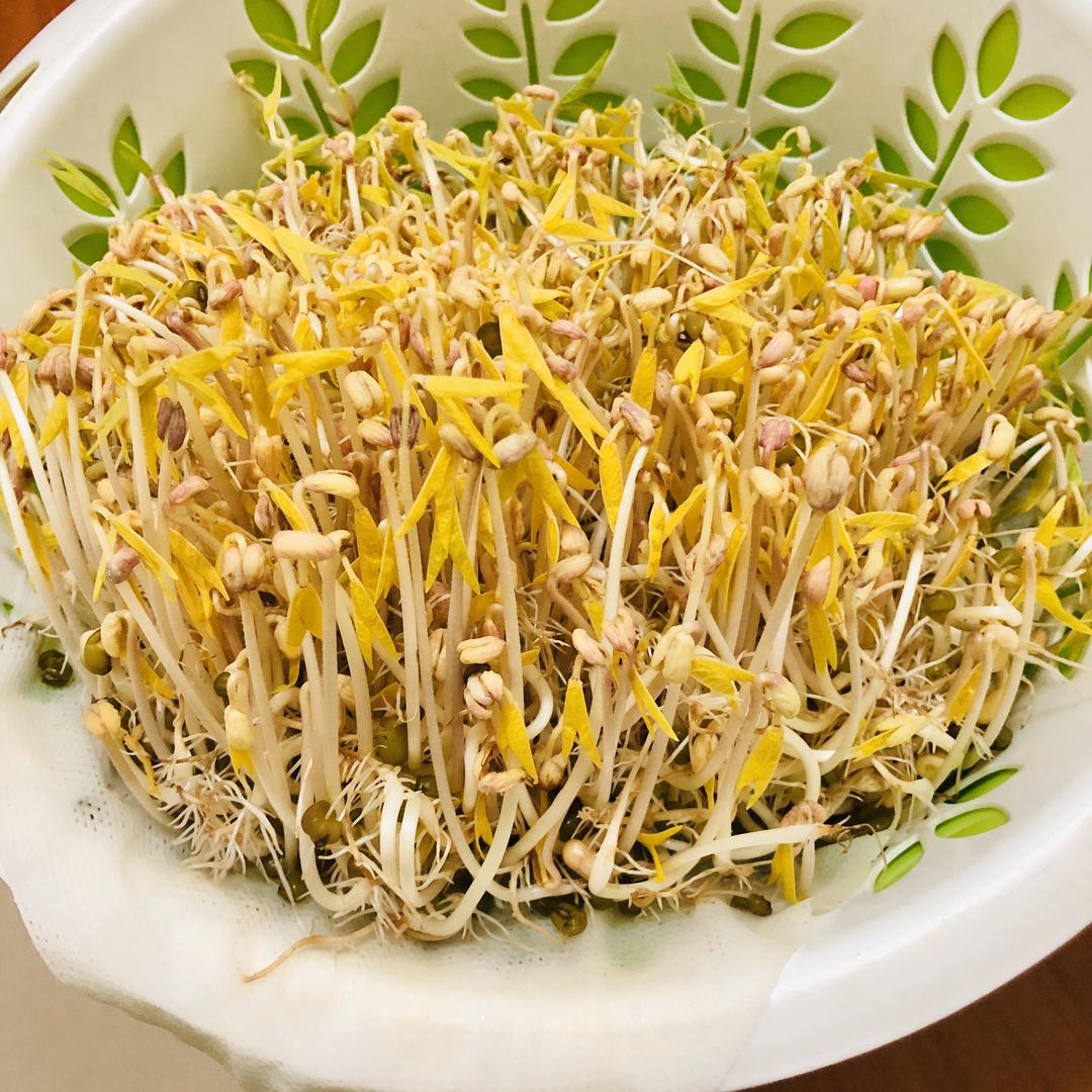 简单好玩的发绿豆芽