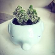 不吃土豆的怪咖