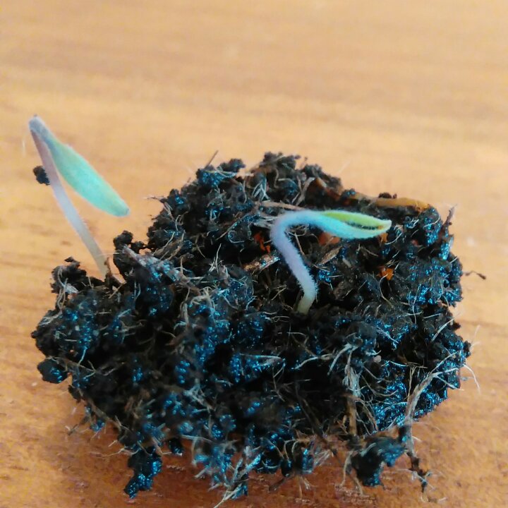 厨房里的春天