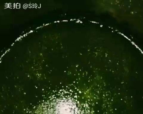 新鲜凉粉草的做法