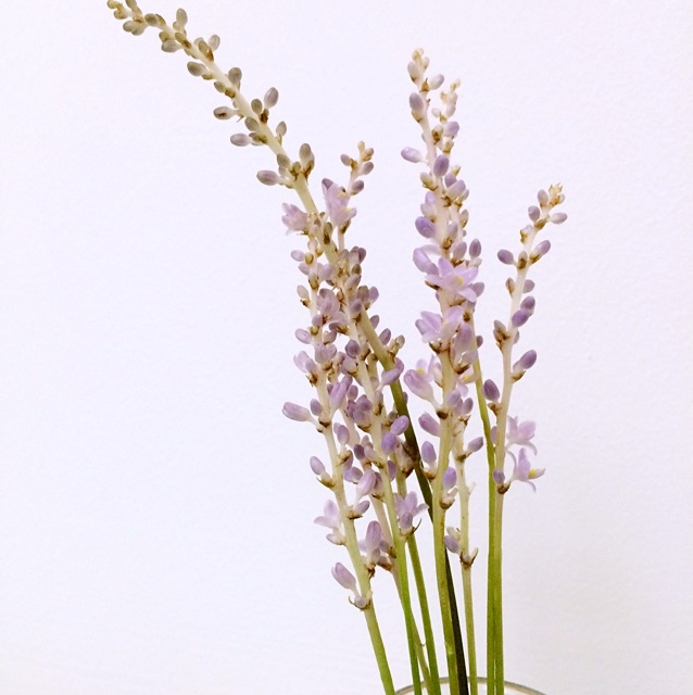 第二春（植物版）