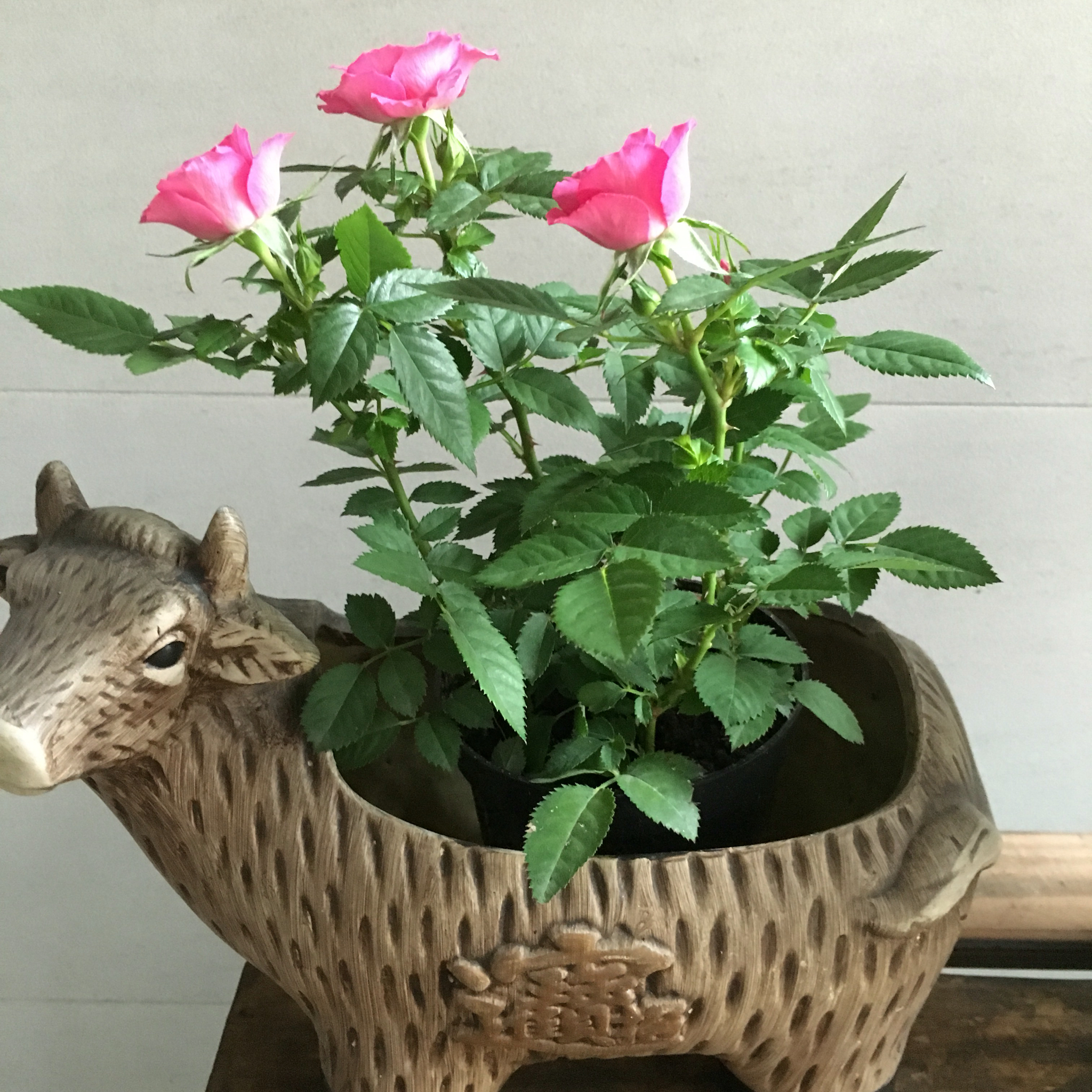 花，一辈子爱上你