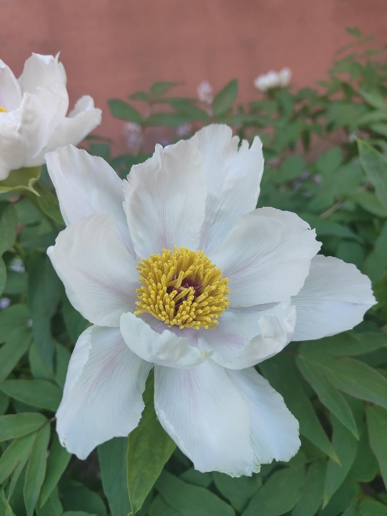 圆白菜鸡蛋西红柿炒面